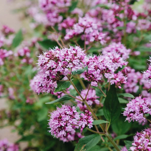 Origanum vulgare - Oregánó