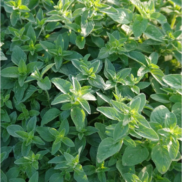 Origanum vulgare - Oregánó