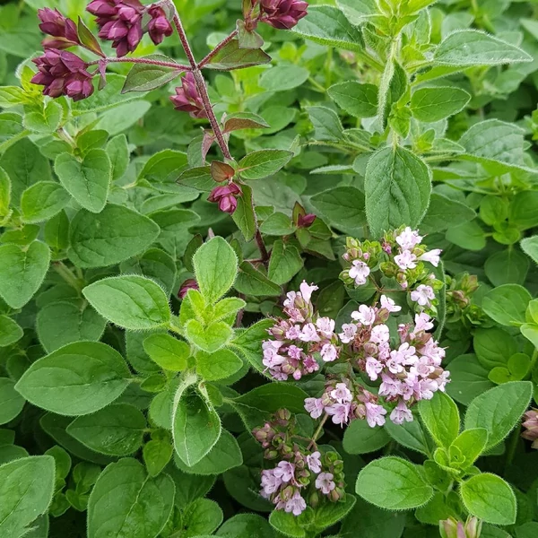 Origanum vulgare - Oregánó