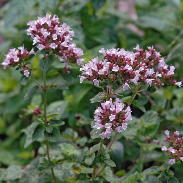 Origanum vulgare - Oregánó