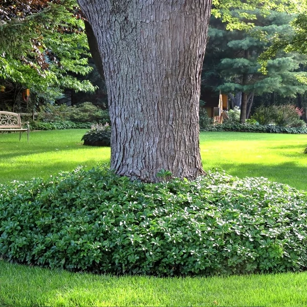 Pachysandra terminalis 'Green Carpet' - Japán kövérke