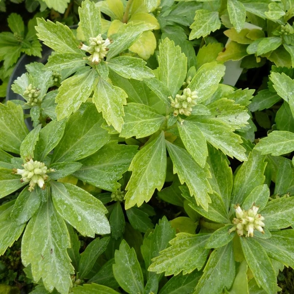 Pachysandra terminalis 'Green Carpet' - Japán kövérke