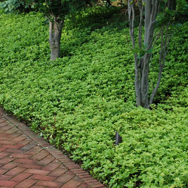 Pachysandra terminalis 'Green Carpet' - Japán kövérke