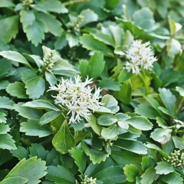 Pachysandra terminalis 'Green Carpet' - Japán kövérke