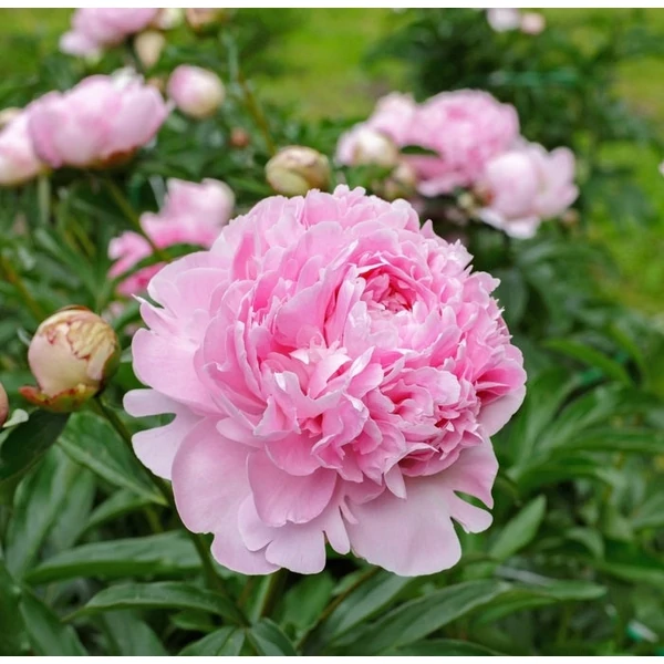 Paeonia lactiflora 'Sarah Bernhardt' - Illatos bazsarózsa