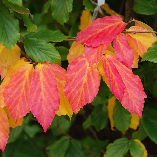 Parrotia persica - Perzsa varázsfa