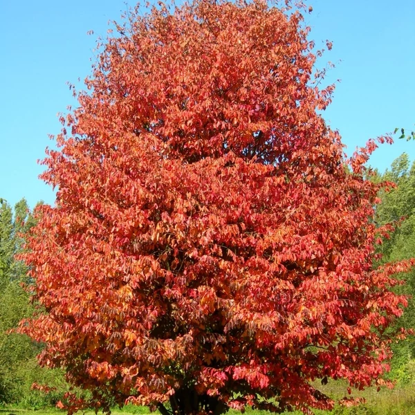 Parrotia persica - Perzsa varázsfa
