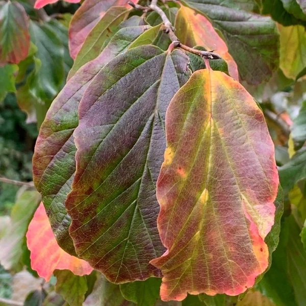 Parrotia persica - Perzsa varázsfa