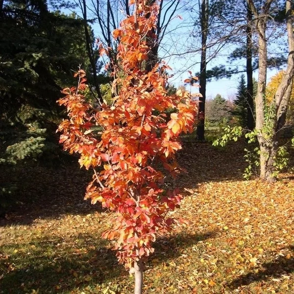 Parrotia persica 'Vanessa' - Perzsa varázsfa