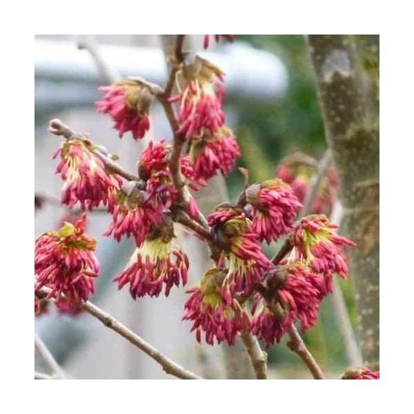 Parrotia persica 'Vanessa' - Perzsa varázsfa