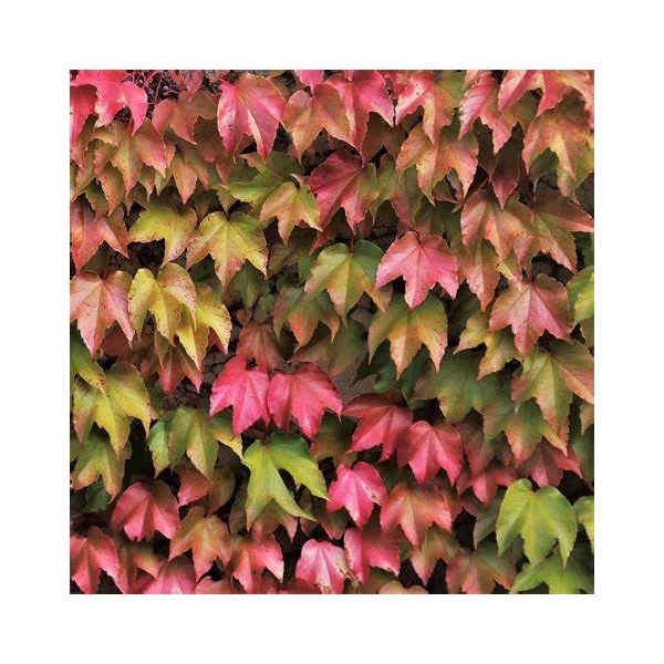 Parthenocissus tricuspidata 'Veitchii' - Tapadókorongos vadszőlő