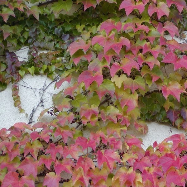 Parthenocissus tricuspidata 'Veitchii' - Tapadókorongos vadszőlő