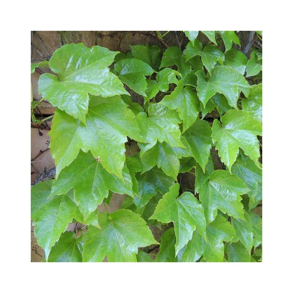 Parthenocissus tricuspidata 'Veitchii' - Tapadókorongos vadszőlő