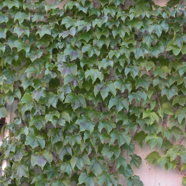 Parthenocissus tricuspidata 'Veitchii' - Tapadókorongos vadszőlő
