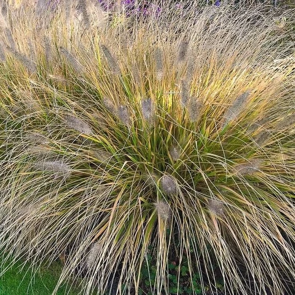 Pennisetum alopecuroides 'Gelbstiel' – Tollborzfű
