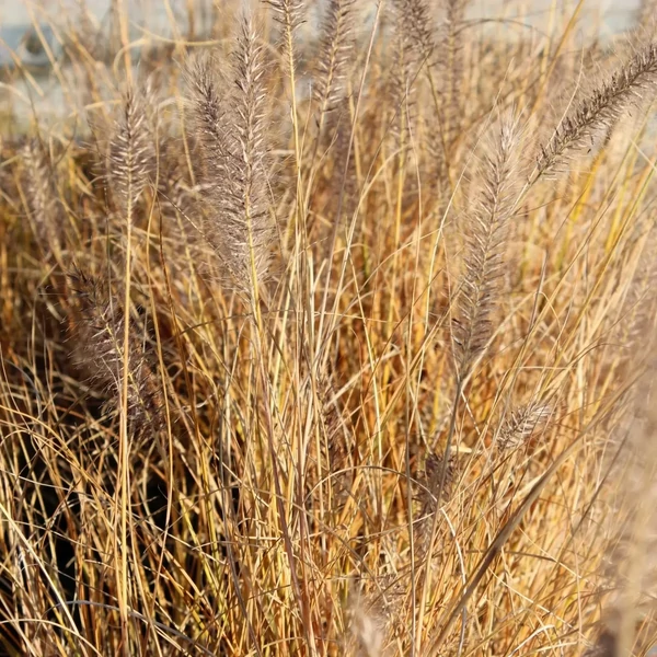 Pennisetum alopecuroides 'Gelbstiel' – Tollborzfű