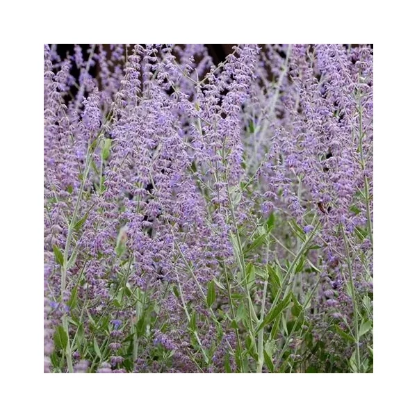 Perovskia atriplicifolia 'Silvery Blue' – Kék sudárzsálya