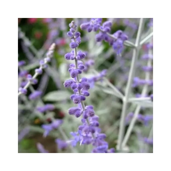 Perovskia atriplicifolia 'Silvery Blue' – Kék sudárzsálya