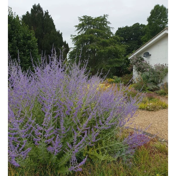 Perovskia atriplicifolia 'Blue Spire' - Sudárzsálya