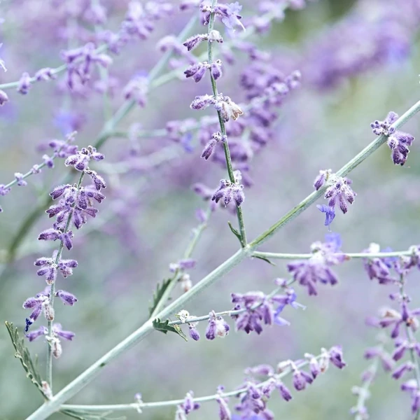 Perovskia atriplicifolia 'Blue Spire' - Sudárzsálya