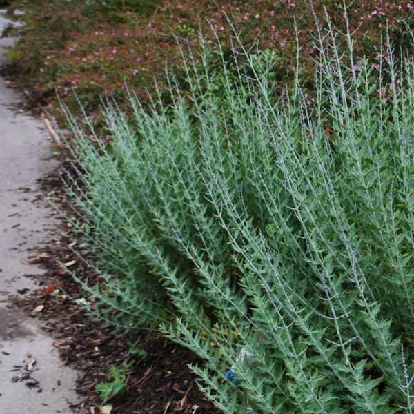 Perovskia atriplicifolia 'Blue Spire' - Sudárzsálya