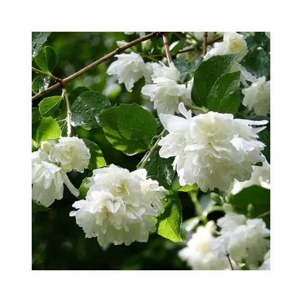 Philadelphus x virginalis 'Virginal' – Teltvirágú jezsámen