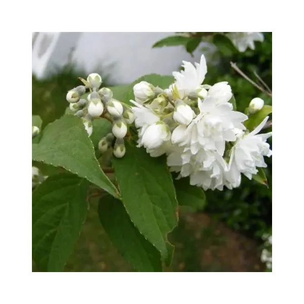 Philadelphus x virginalis 'Virginal' – Teltvirágú jezsámen