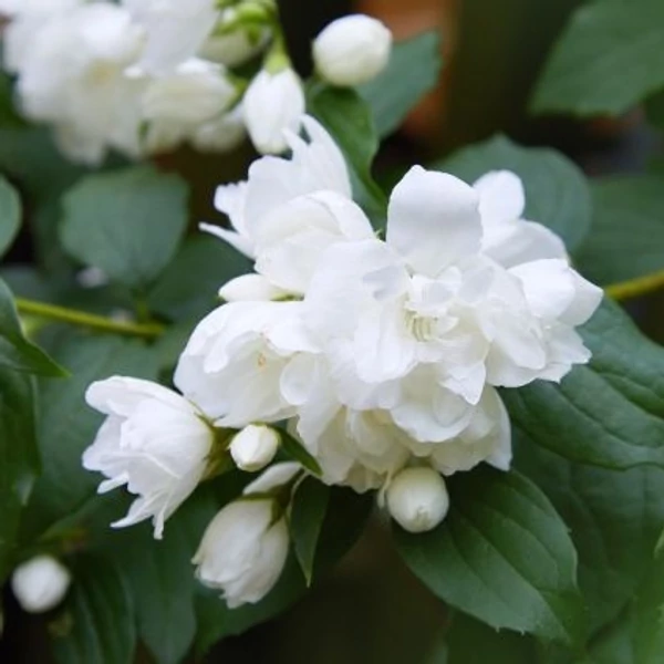 Philadelphus x virginalis 'Virginal' – Teltvirágú jezsámen