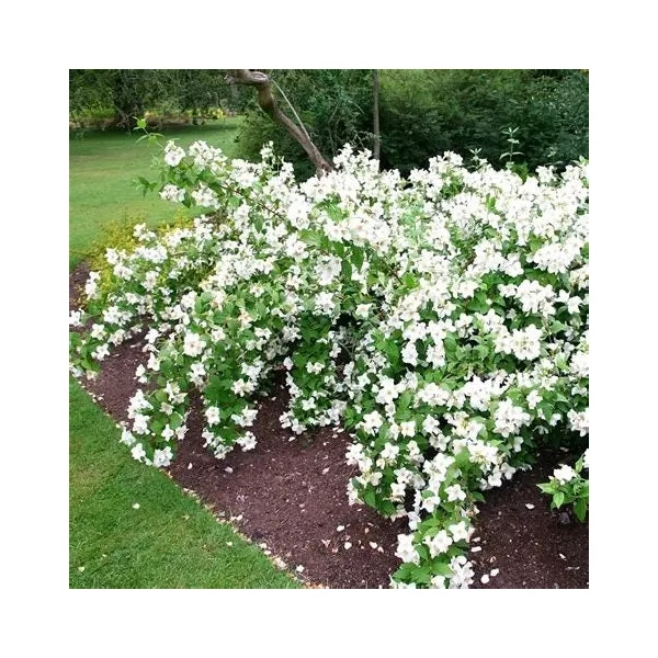Philadelphus 'Belle Etoile' - Jezsámen