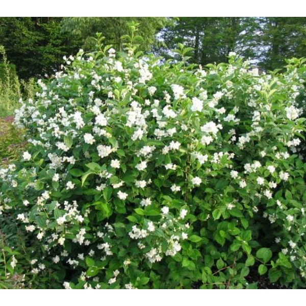 Philadelphus coronarius - Közönséges jezsámen