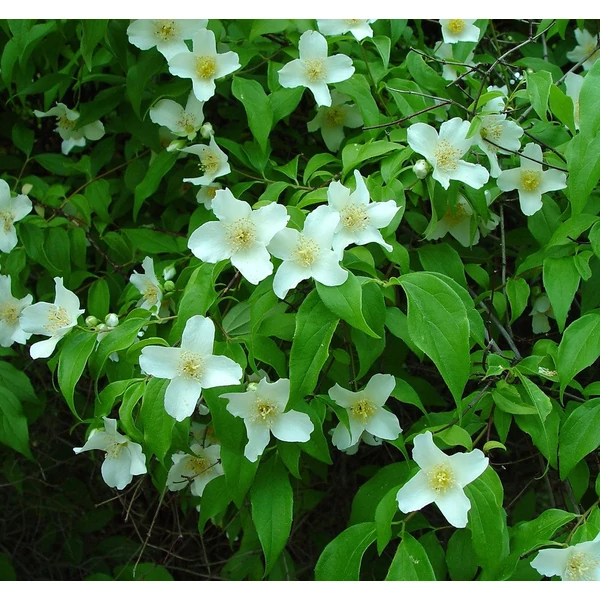 Philadelphus coronarius - Közönséges jezsámen