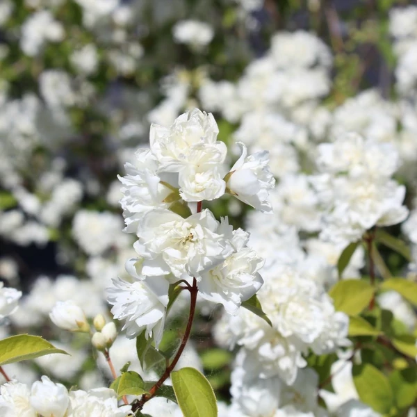 Philadelphus x virginalis 'Schneesturm' - Teltvirágú jezsámen