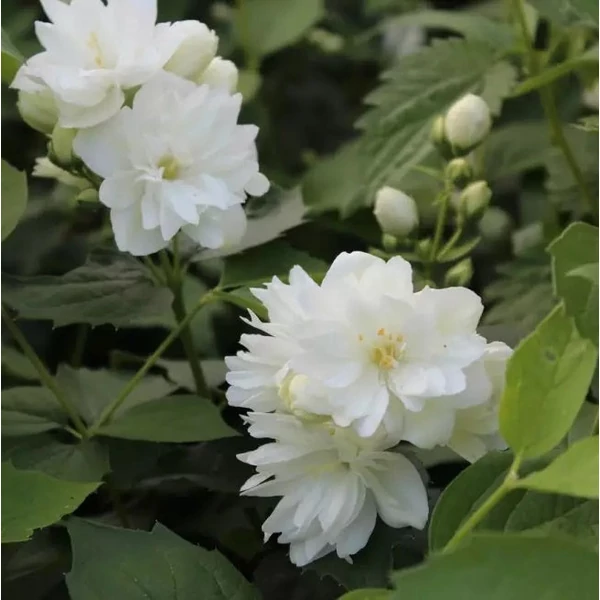 Philadelphus x virginalis 'Schneesturm' - Teltvirágú jezsámen
