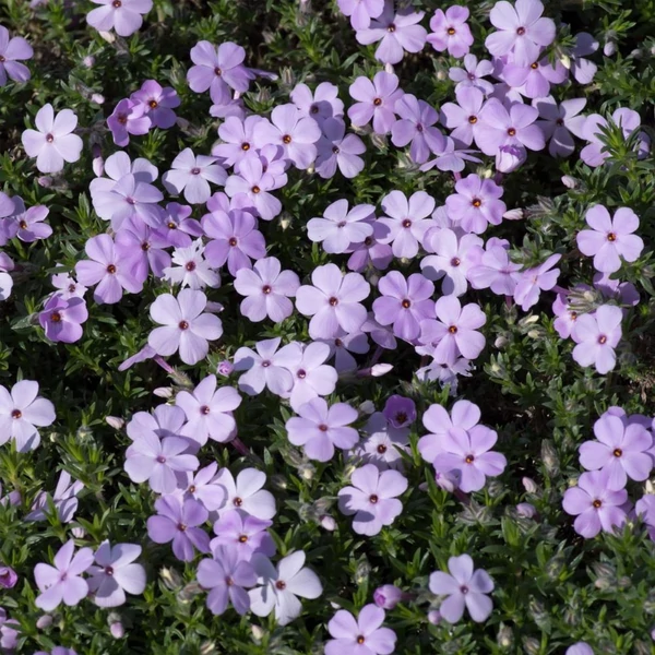 Phlox douglasii 'Lilac Cloud' - Törpe lángvirág