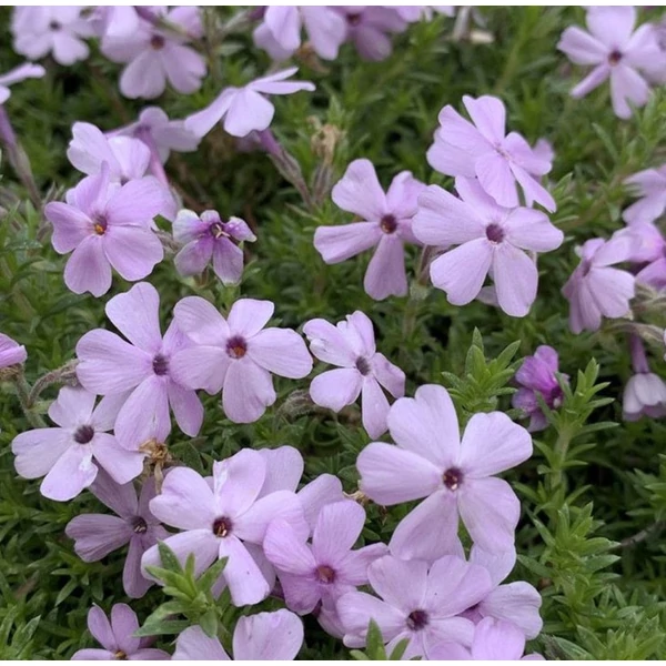 Phlox douglasii 'Lilac Cloud' - Törpe lángvirág