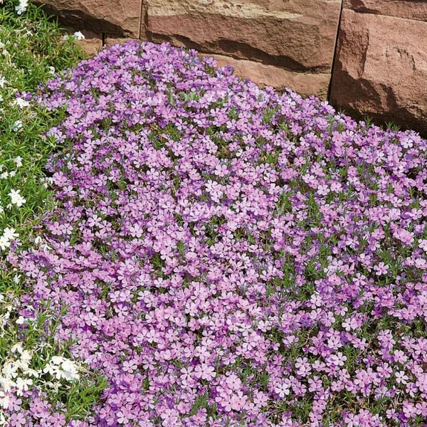 Phlox douglasii 'Lilac Cloud' - Törpe lángvirág