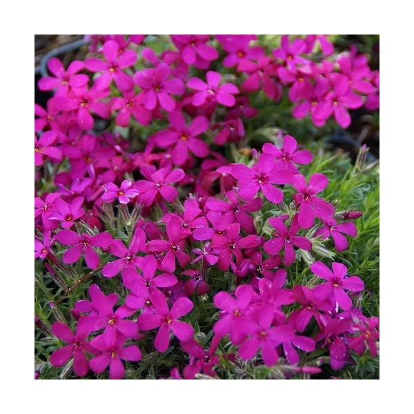 Phlox douglasii 'Ochsenblut' - Törpe lángvirág
