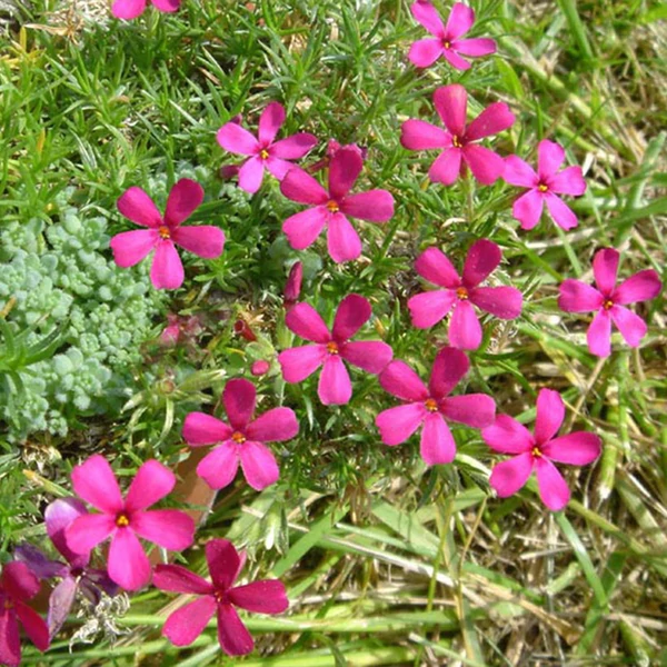 Phlox douglasii 'Ochsenblut' - Törpe lángvirág