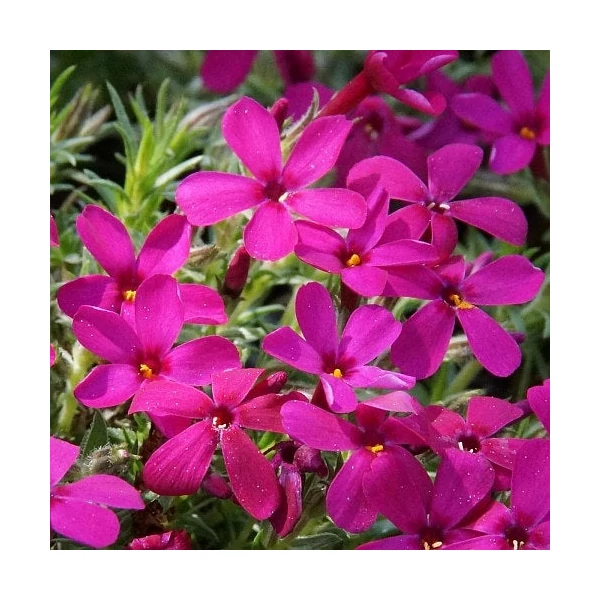 Phlox douglasii 'Ochsenblut' - Törpe lángvirág