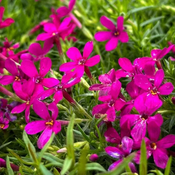 Phlox douglasii 'Ochsenblut' - Törpe lángvirág