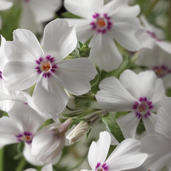 Phlox subulata 'Amazing Grace' - Árlevelű lángvirág