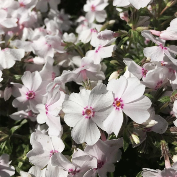 Phlox subulata 'Amazing Grace' - Árlevelű lángvirág