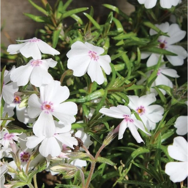 Phlox subulata 'Amazing Grace' - Árlevelű lángvirág
