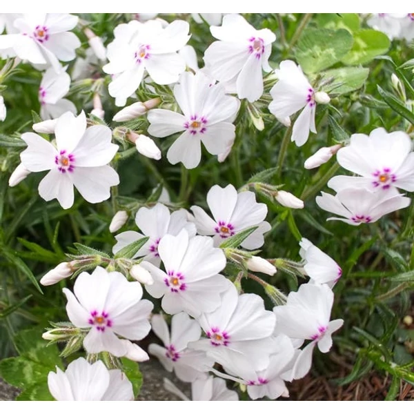 Phlox subulata 'Amazing Grace' - Árlevelű lángvirág