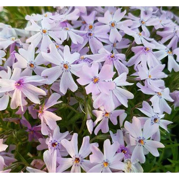 Phlox subulata 'Emerald Cushion Blue' - Árlevelű lángvirág