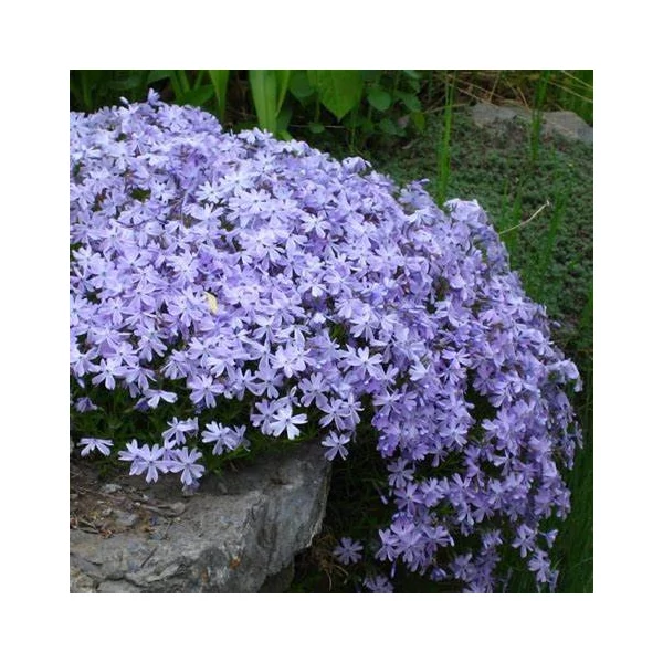 Phlox subulata 'Emerald Cushion Blue' - Árlevelű lángvirág
