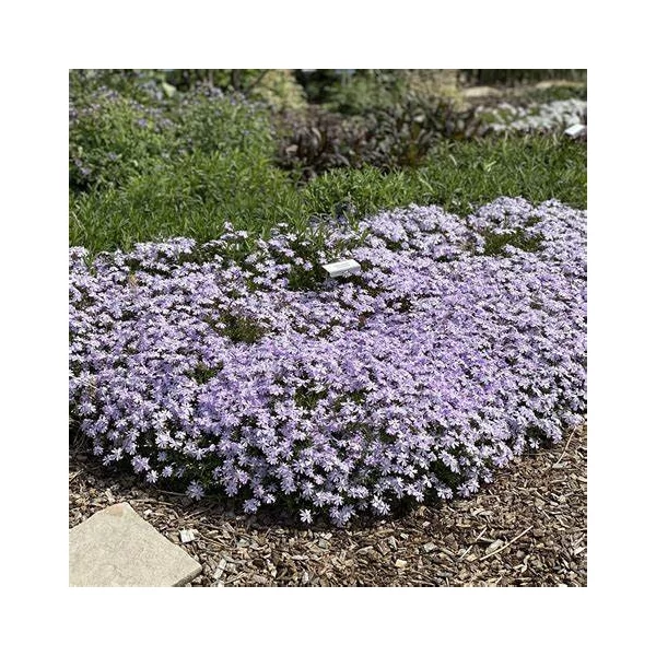 Phlox subulata 'Emerald Cushion Blue' - Árlevelű lángvirág