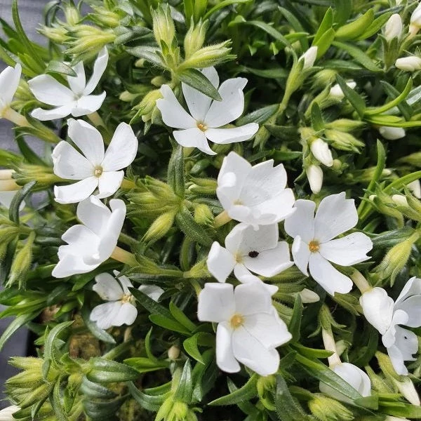 Phlox subulata 'Fabulous White' - Árlevelű lángvirág