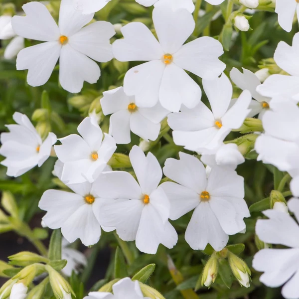 Phlox subulata 'Fabulous White' - Árlevelű lángvirág