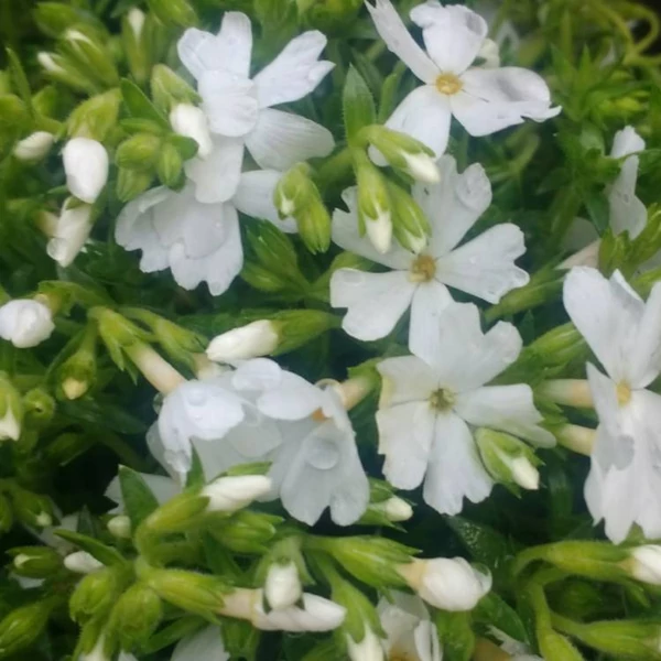 Phlox subulata 'Fabulous White' - Árlevelű lángvirág